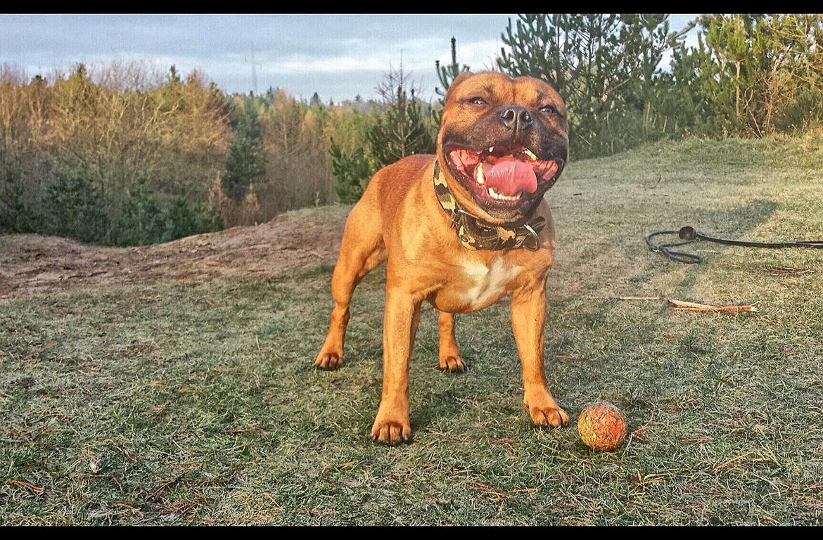 Staffordshire bull terrier Cooper billede 13