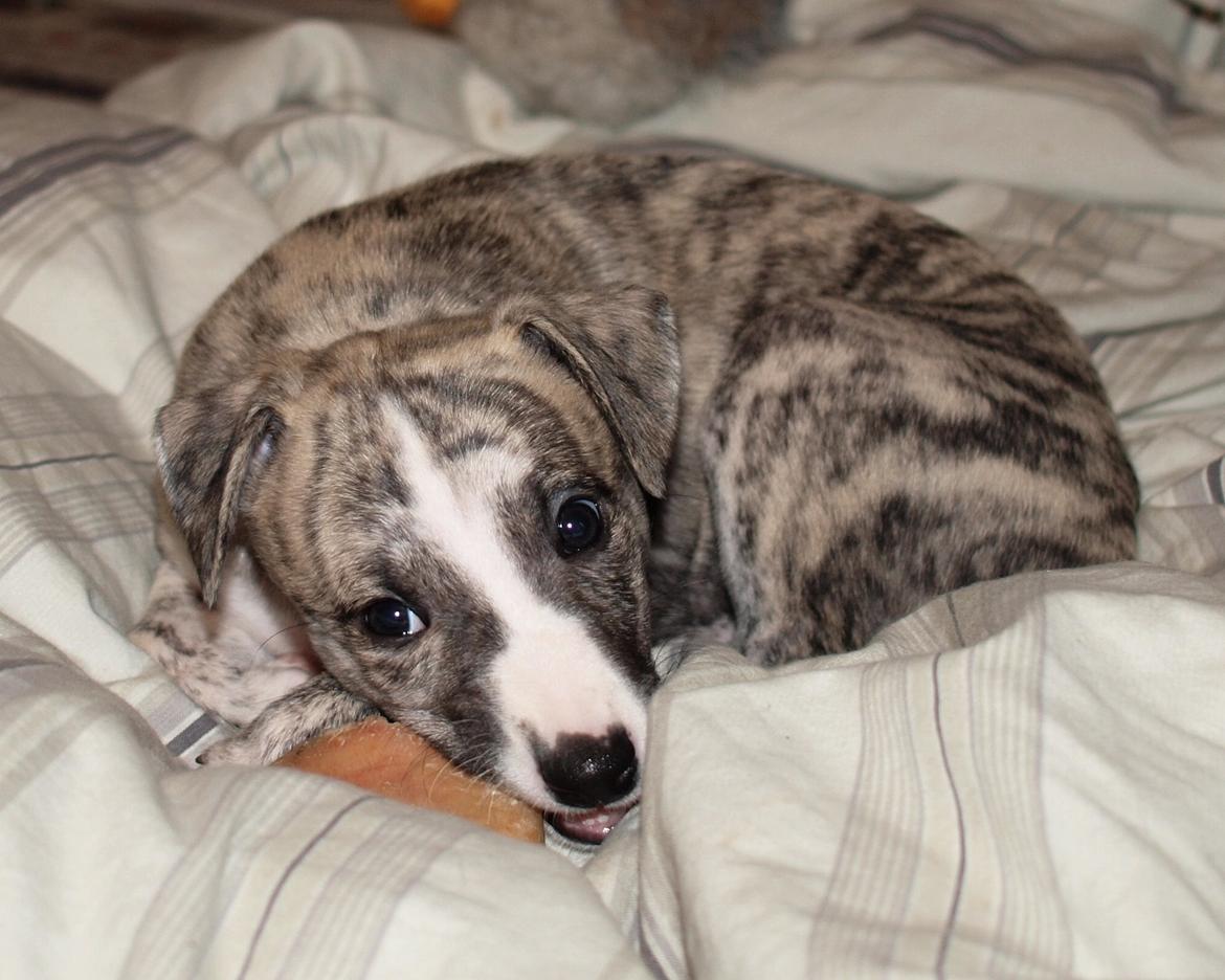 Whippet Cala billede 21