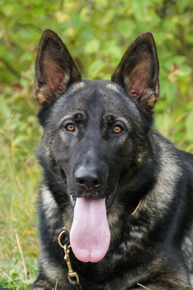 Schæferhund Team Otkjærs Darwin*R.I.P* billede 2