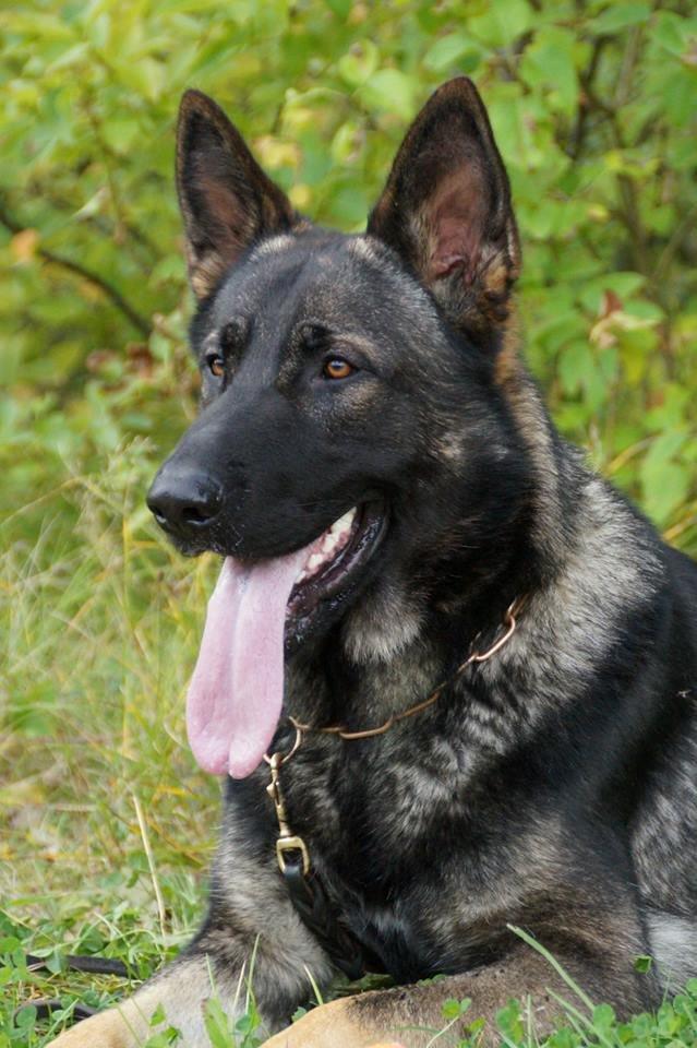 Schæferhund Team Otkjærs Darwin*R.I.P* billede 3