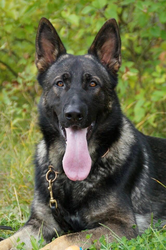 Schæferhund Team Otkjærs Darwin*R.I.P* billede 4