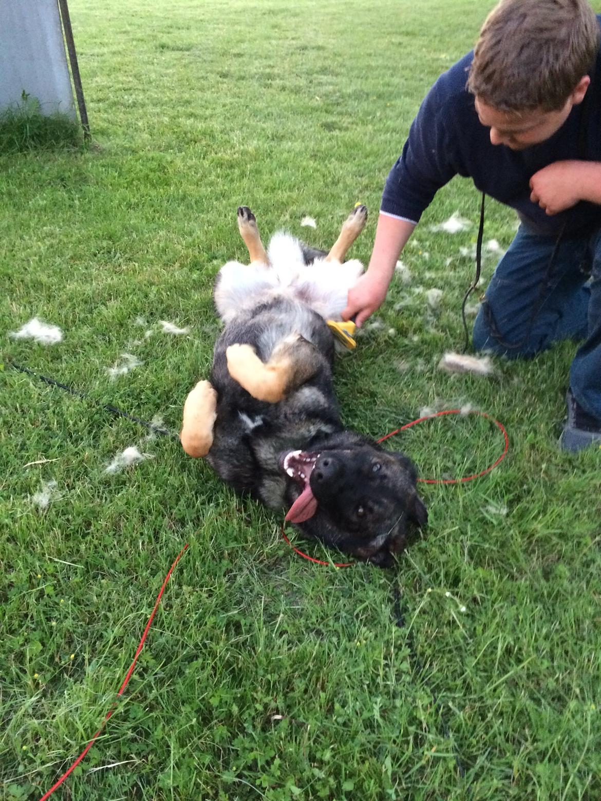 Schæferhund Team Otkjærs Darwin*R.I.P* billede 6