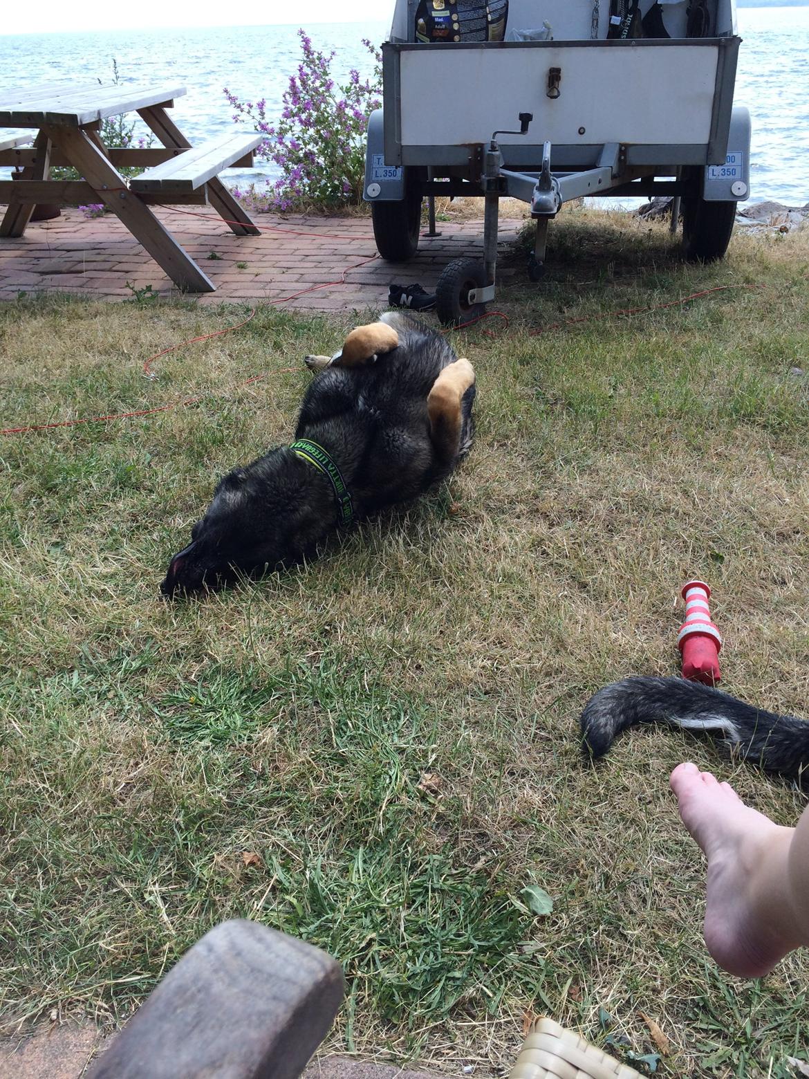 Schæferhund Team Otkjærs Darwin*R.I.P* billede 7