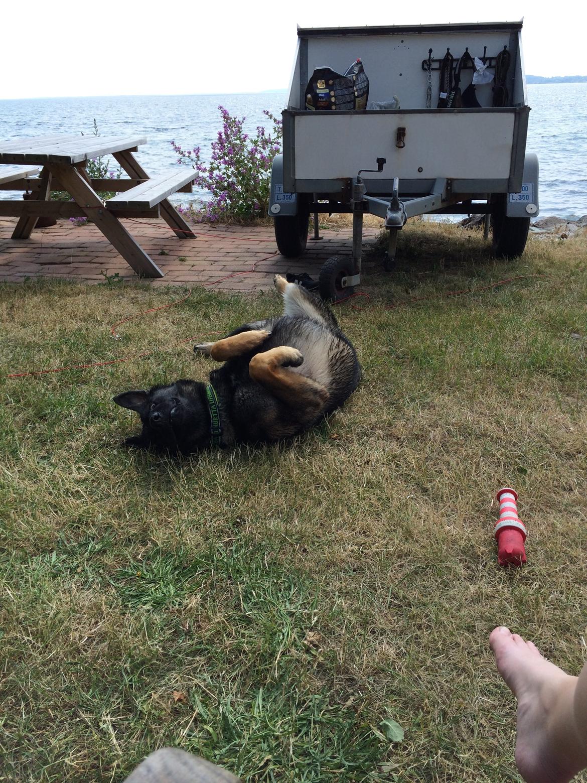 Schæferhund Team Otkjærs Darwin*R.I.P* billede 8