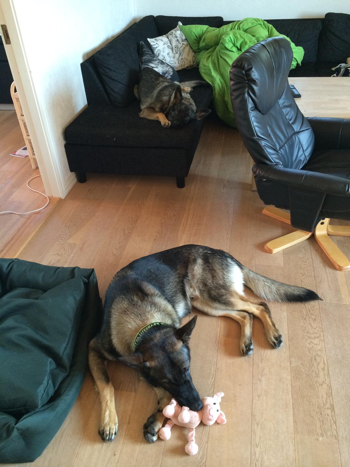 Schæferhund Team Otkjærs Darwin*R.I.P* billede 9