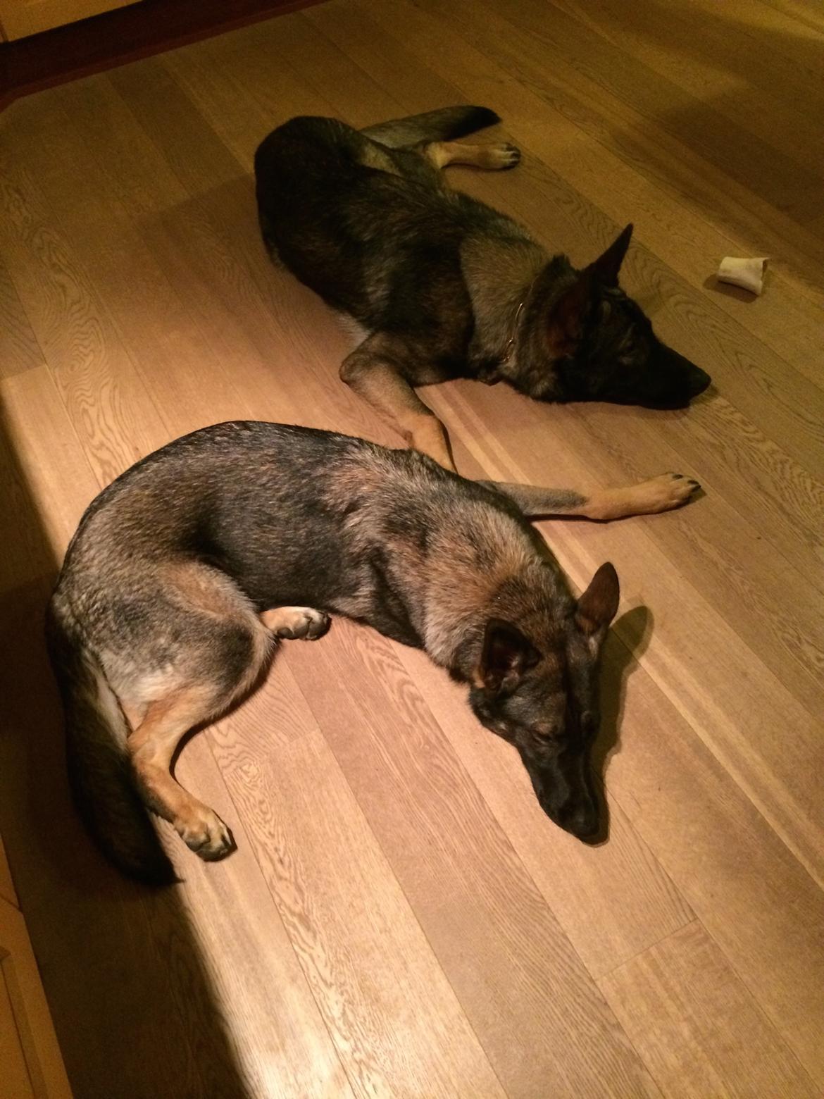 Schæferhund Team Otkjærs Darwin*R.I.P* billede 10