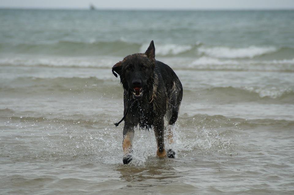 Schæferhund Team Otkjærs Darwin*R.I.P* billede 11