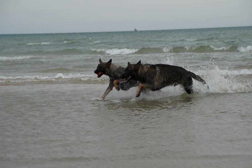 Schæferhund Team Otkjærs Darwin*R.I.P* billede 12