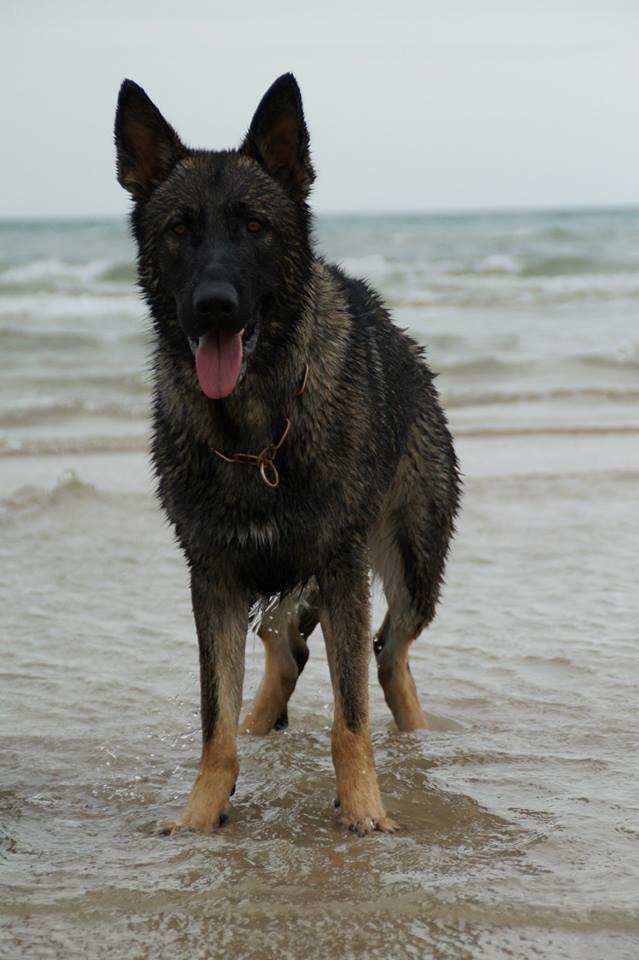 Schæferhund Team Otkjærs Darwin*R.I.P* billede 14