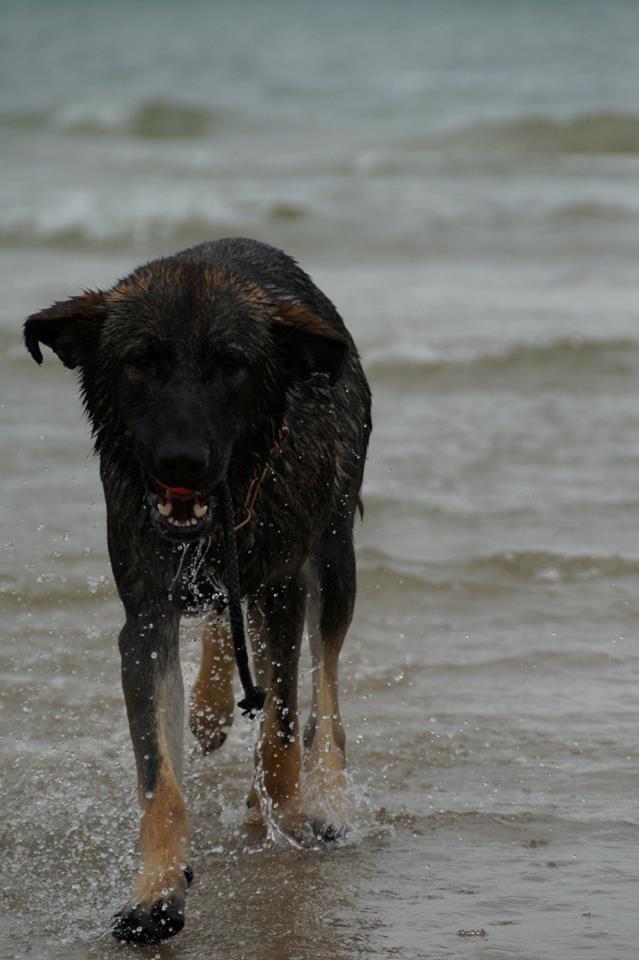 Schæferhund Team Otkjærs Darwin*R.I.P* billede 16