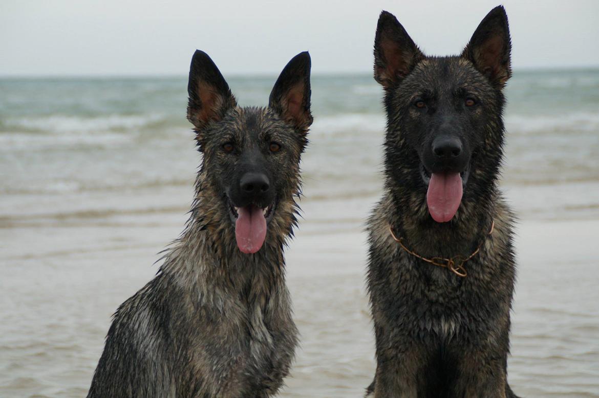 Schæferhund Team Otkjærs Darwin*R.I.P* billede 15