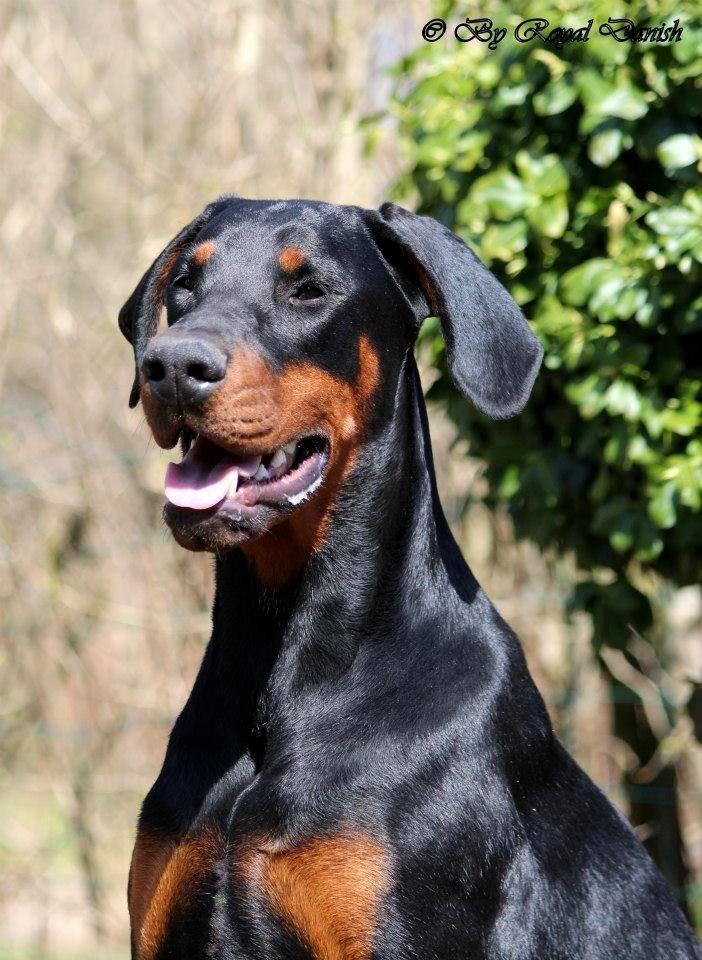 Dobermann Proud Danish Eye of Shiva billede 1