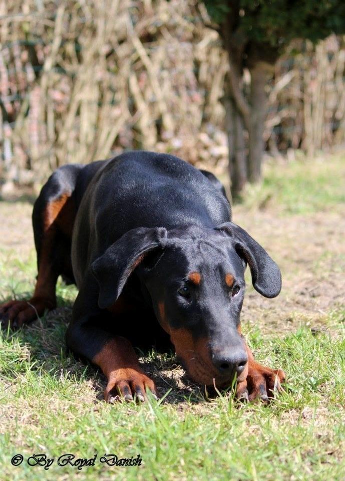 Dobermann Proud Danish Eye of Shiva billede 2