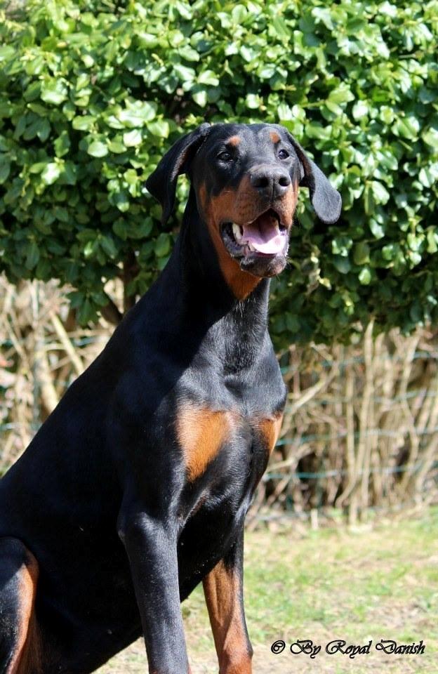 Dobermann Proud Danish Eye of Shiva billede 3