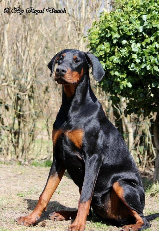 Dobermann Proud Danish Eye of Shiva billede 4