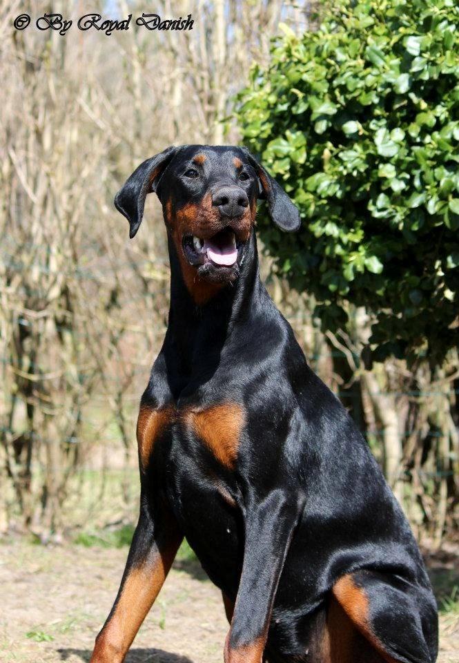 Dobermann Proud Danish Eye of Shiva billede 5
