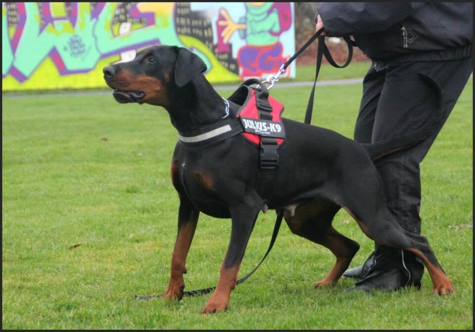 Dobermann Proud Danish Cool Casio billede 1