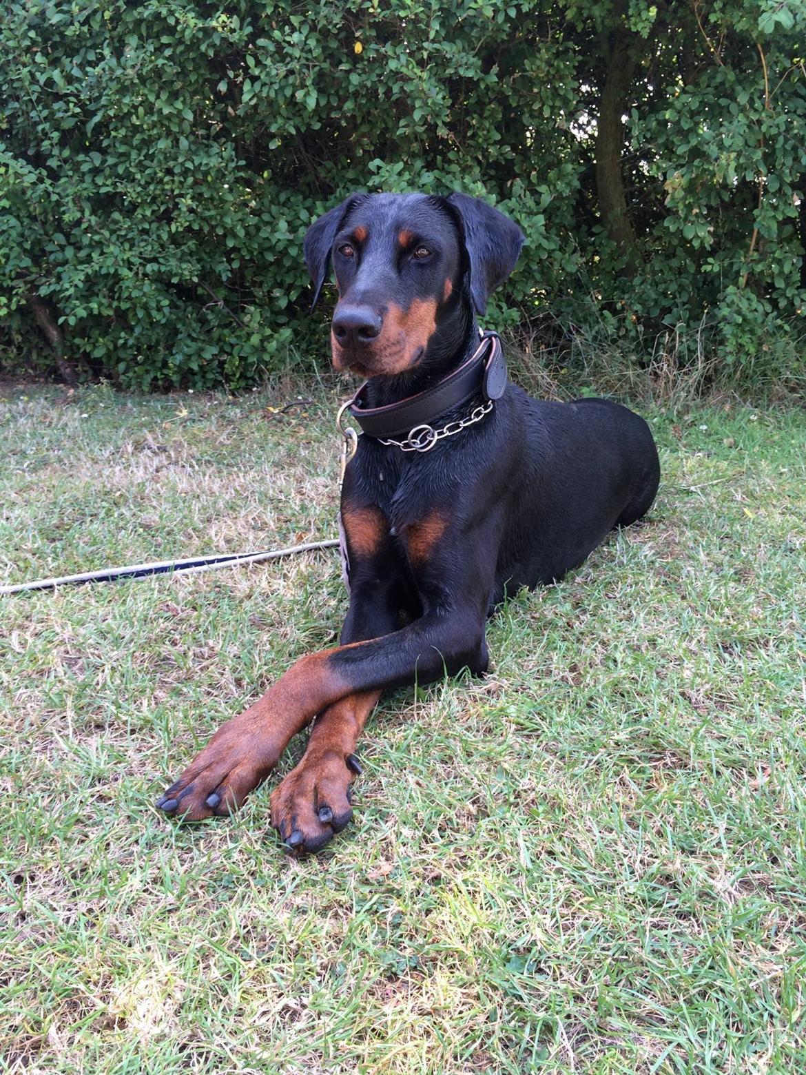 Dobermann Proud Danish Cool Casio billede 2