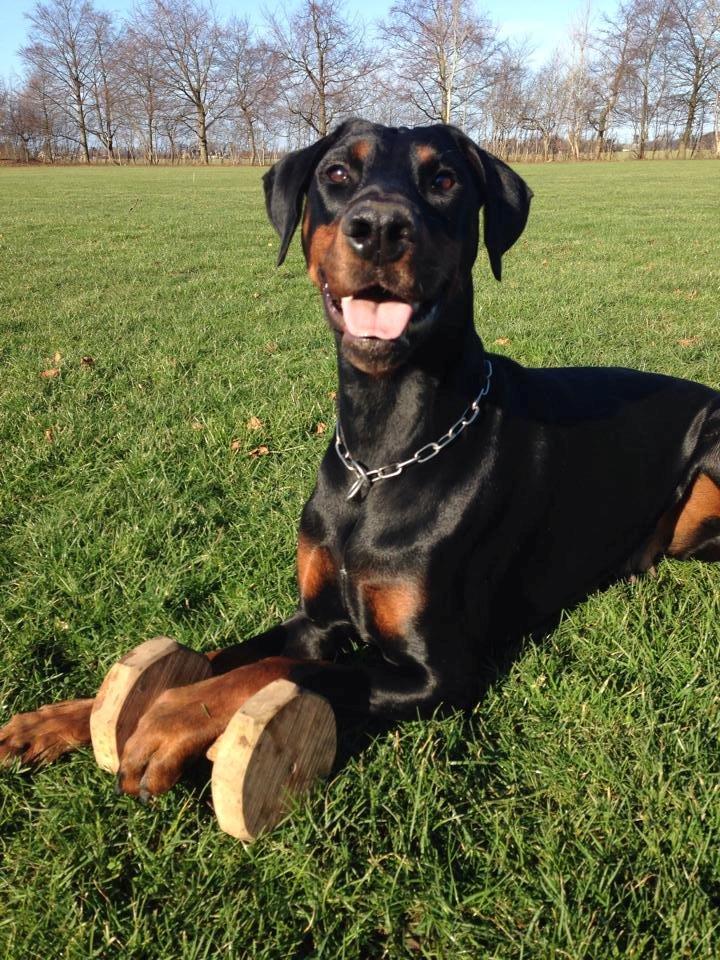 Dobermann Proud Danish Cool Casio billede 3