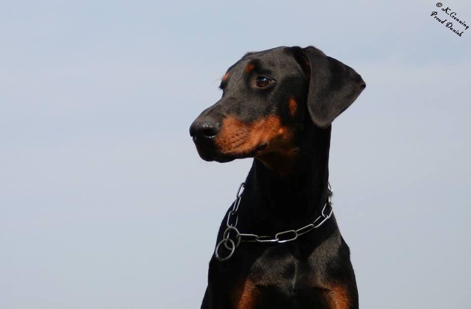 Dobermann Flamme Danois Ariana Grande billede 1