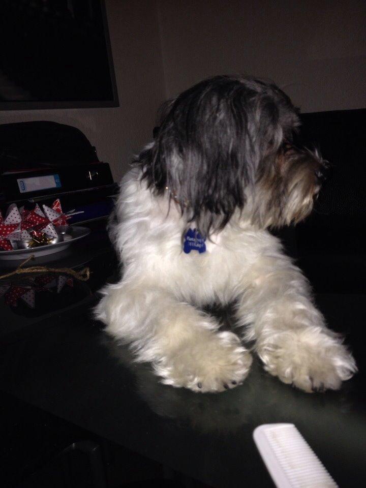 Chinese crested powder puff Sam ( Himmelhund) billede 35