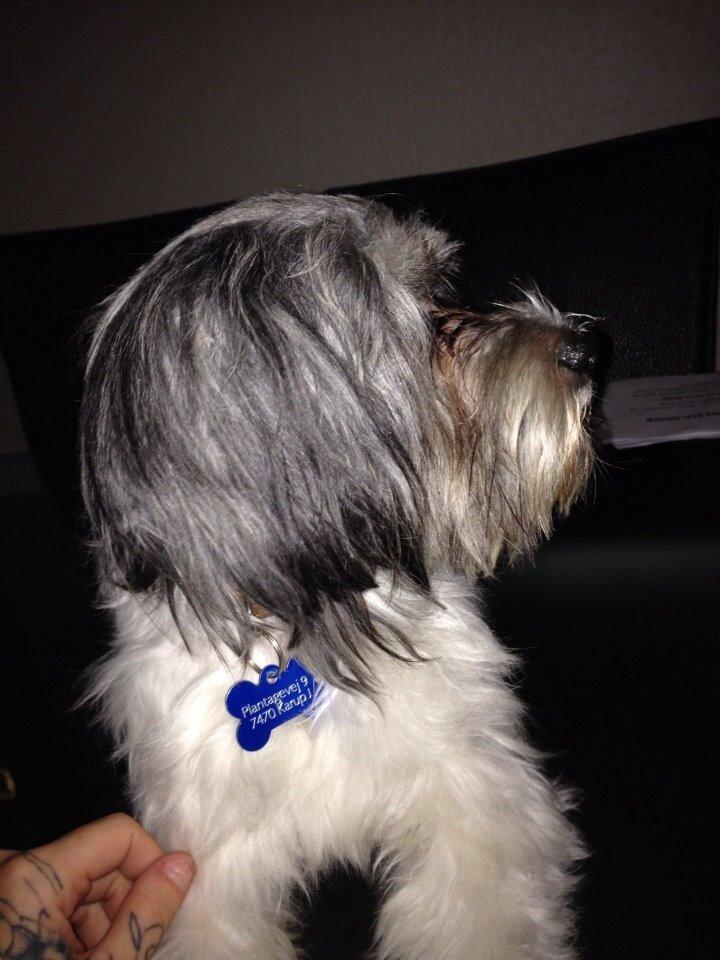 Chinese crested powder puff Sam ( Himmelhund) billede 33