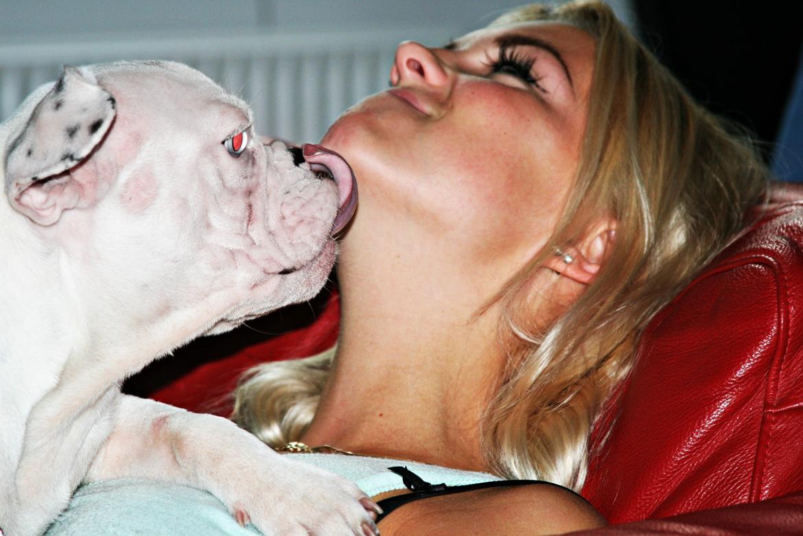 Fransk bulldog Chanel (Nellie) billede 2