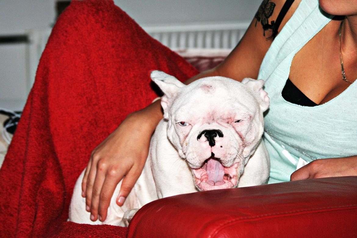 Fransk bulldog Chanel (Nellie) billede 3