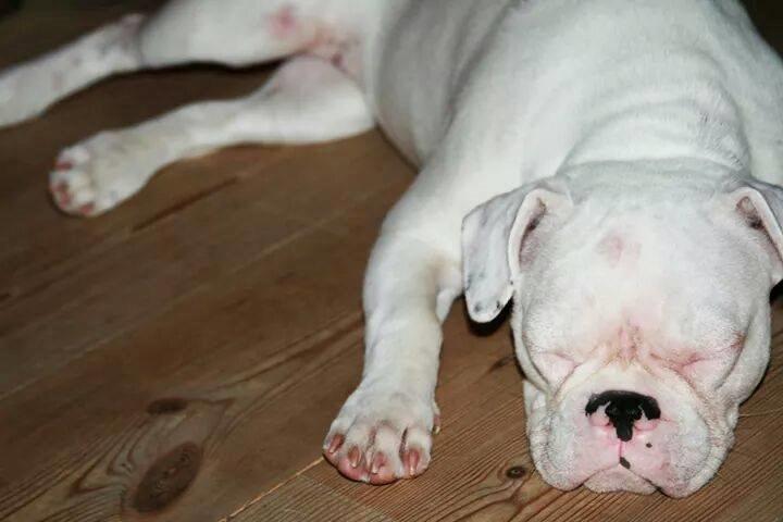 Fransk bulldog Chanel (Nellie) billede 4
