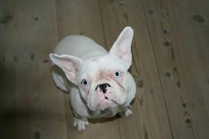 Fransk bulldog Chanel (Nellie) billede 5