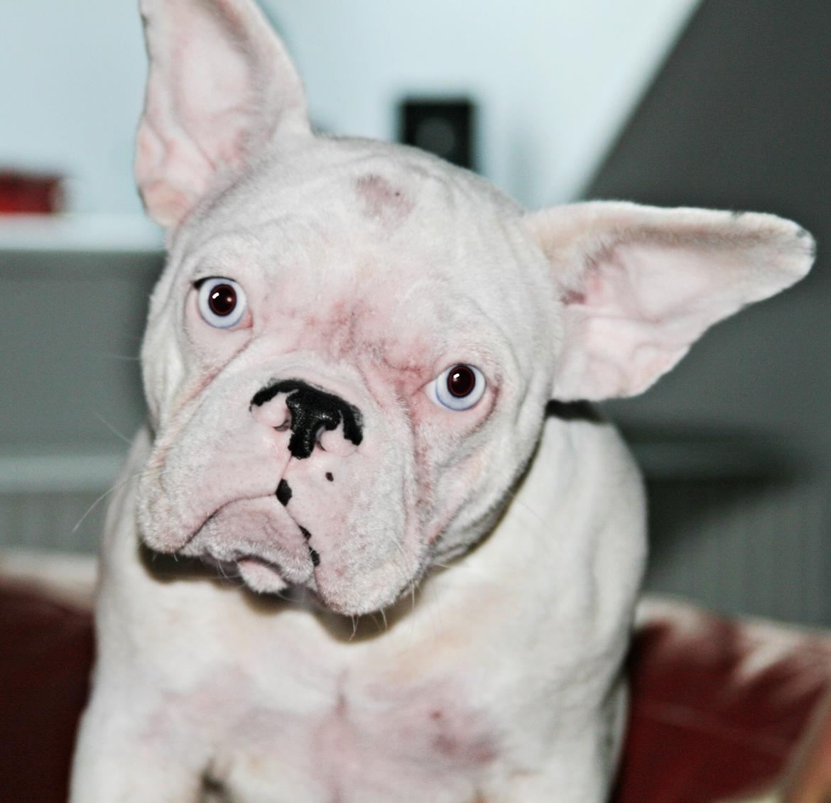 Fransk bulldog Chanel (Nellie) billede 1