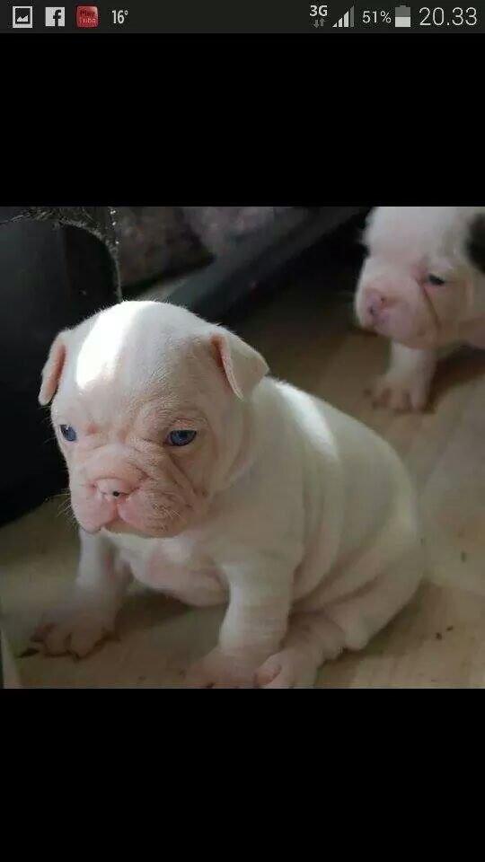 Fransk bulldog Chanel (Nellie) billede 7