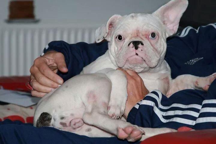Fransk bulldog Chanel (Nellie) billede 8
