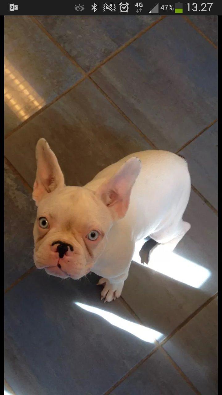 Fransk bulldog Chanel (Nellie) billede 6
