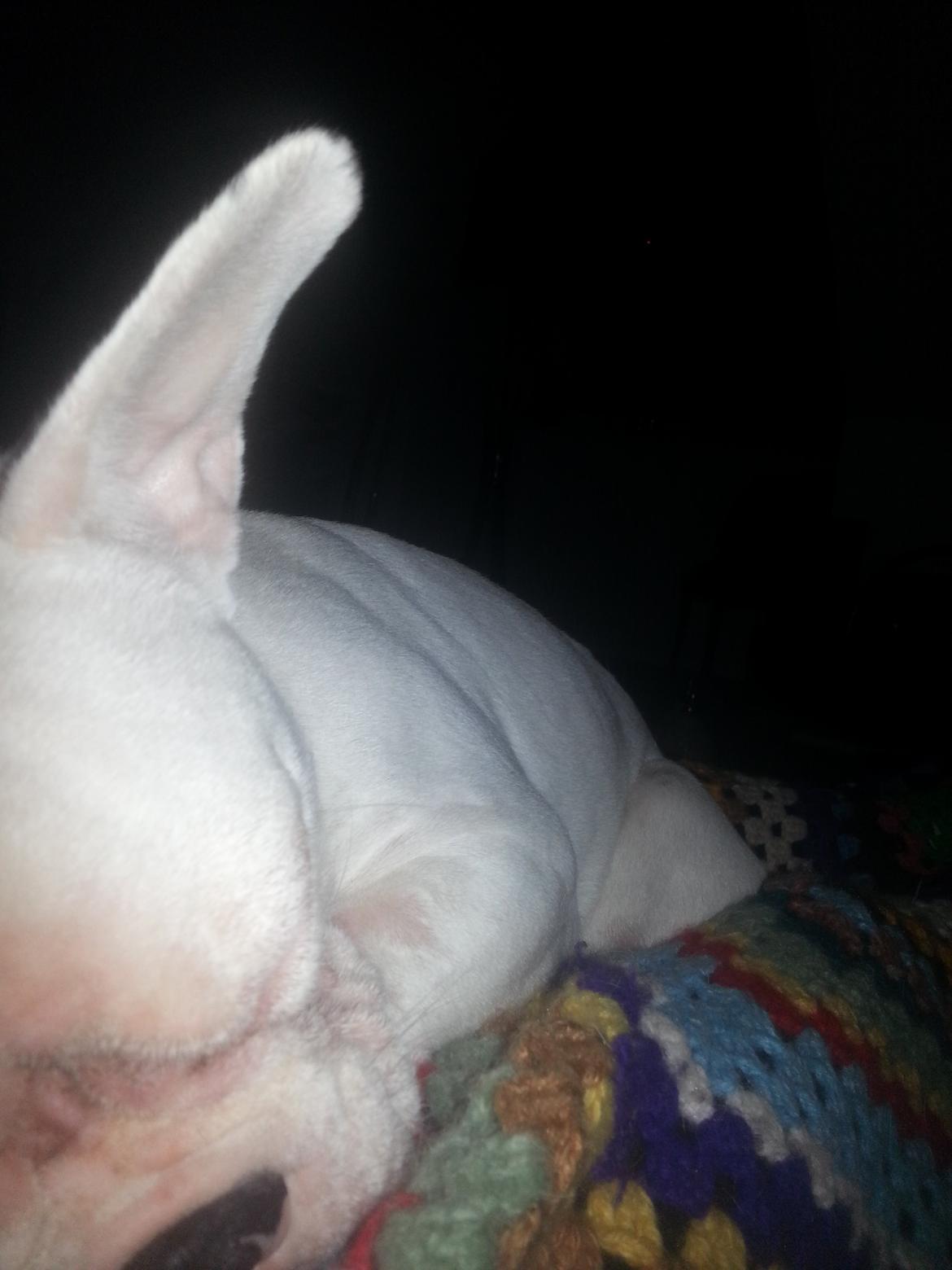 Fransk bulldog Chanel (Nellie) billede 11