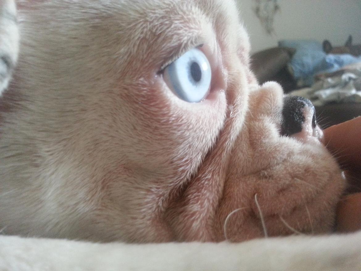 Fransk bulldog Chanel (Nellie) billede 12