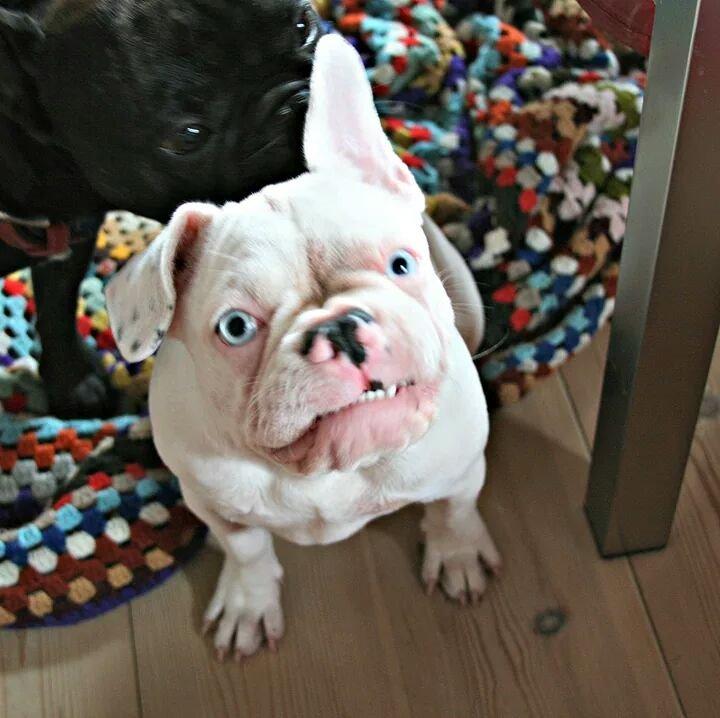 Fransk bulldog Chanel (Nellie) billede 9