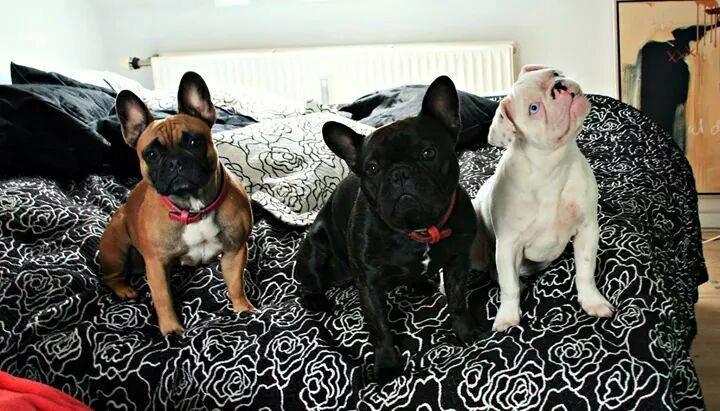 Fransk bulldog Chanel (Nellie) billede 13