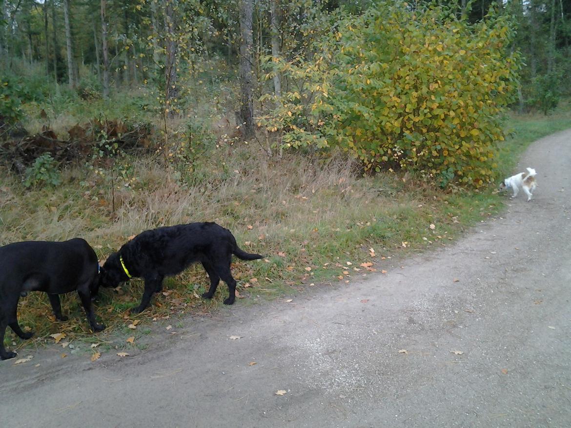 Riesenschnauzer Sif billede 5