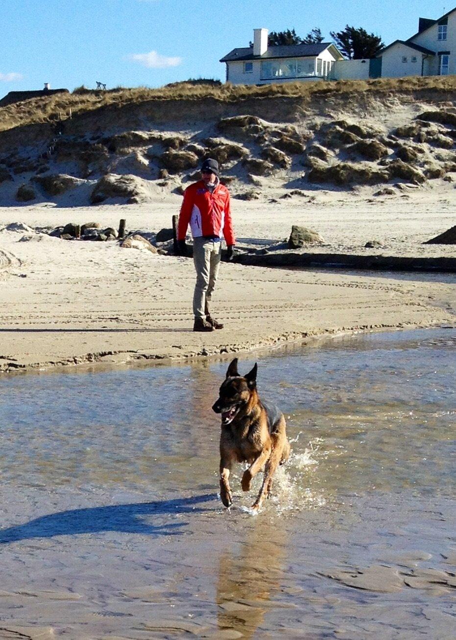 Schæferhund Freja billede 5