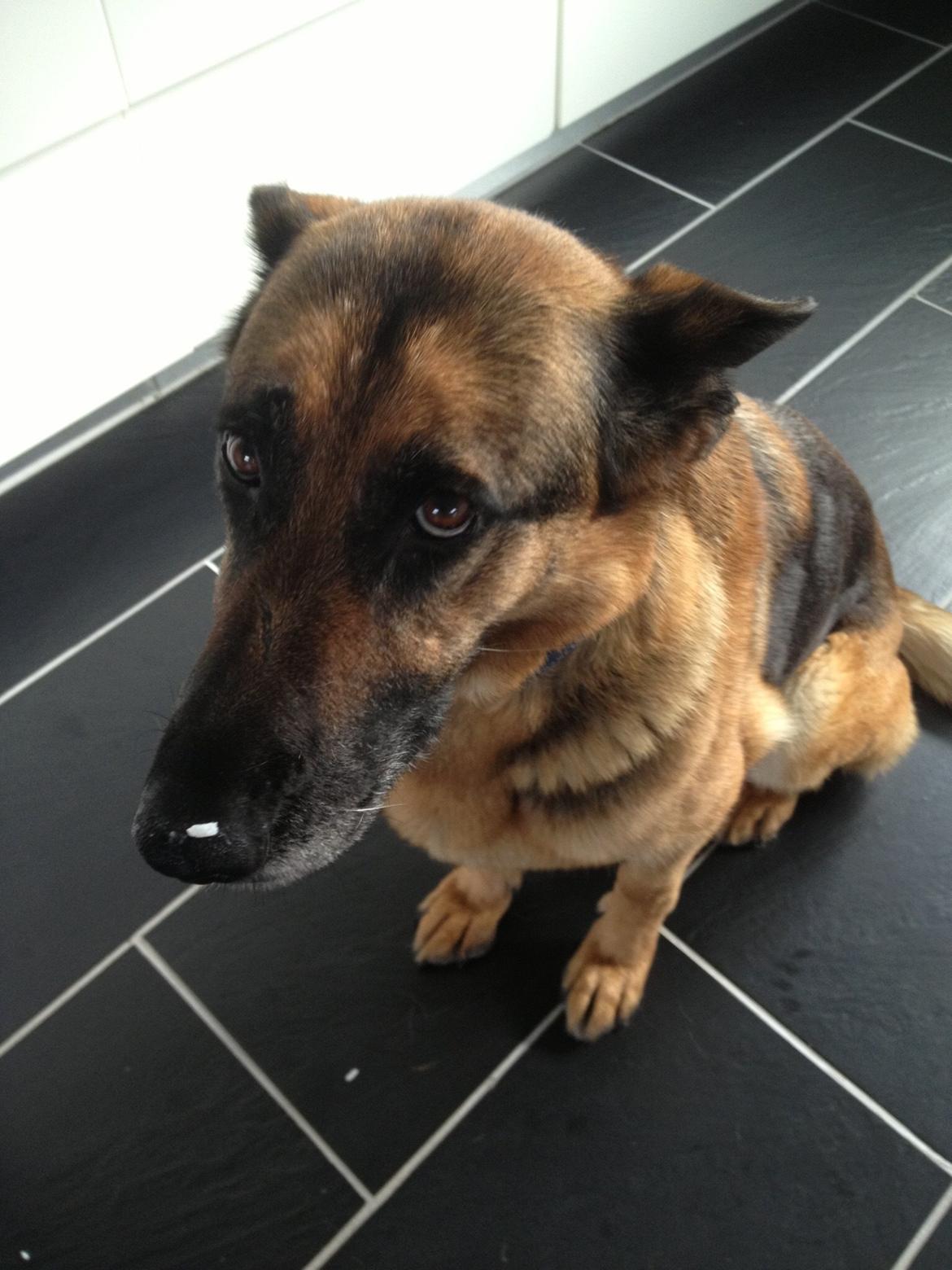 Schæferhund Freja billede 2