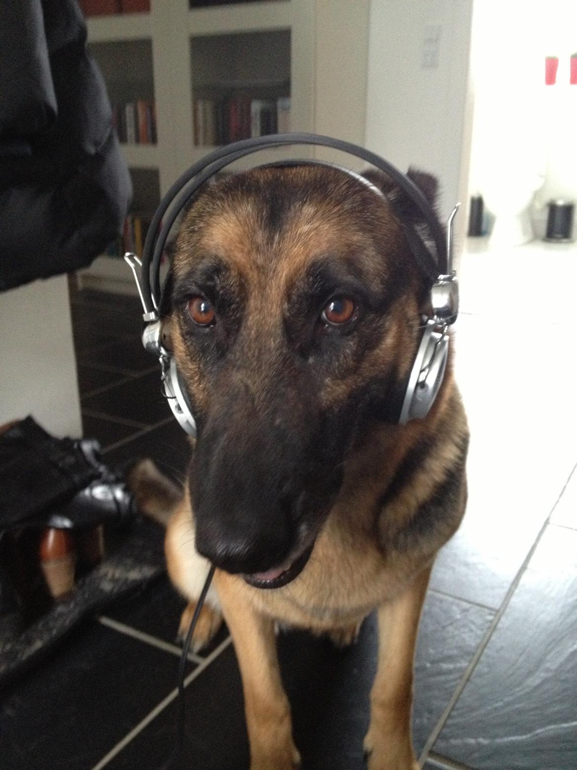 Schæferhund Freja billede 3