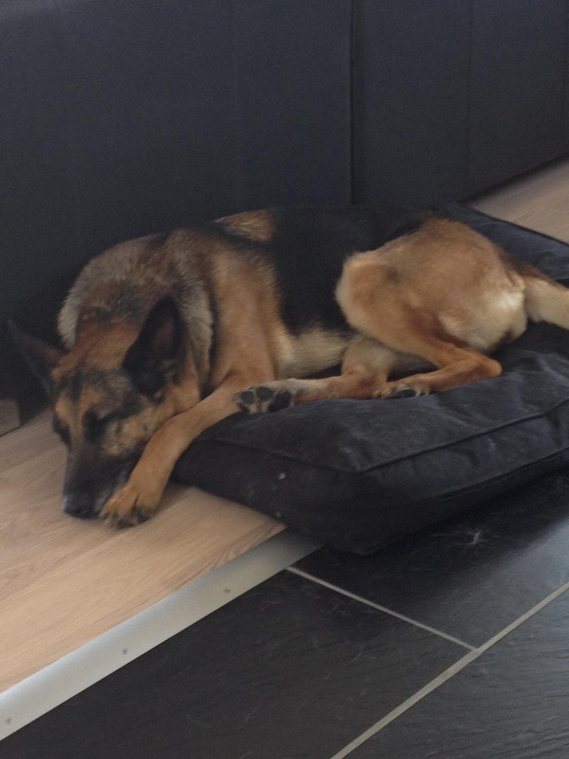 Schæferhund Freja billede 4