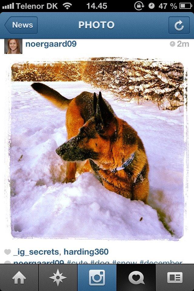 Schæferhund Freja billede 1