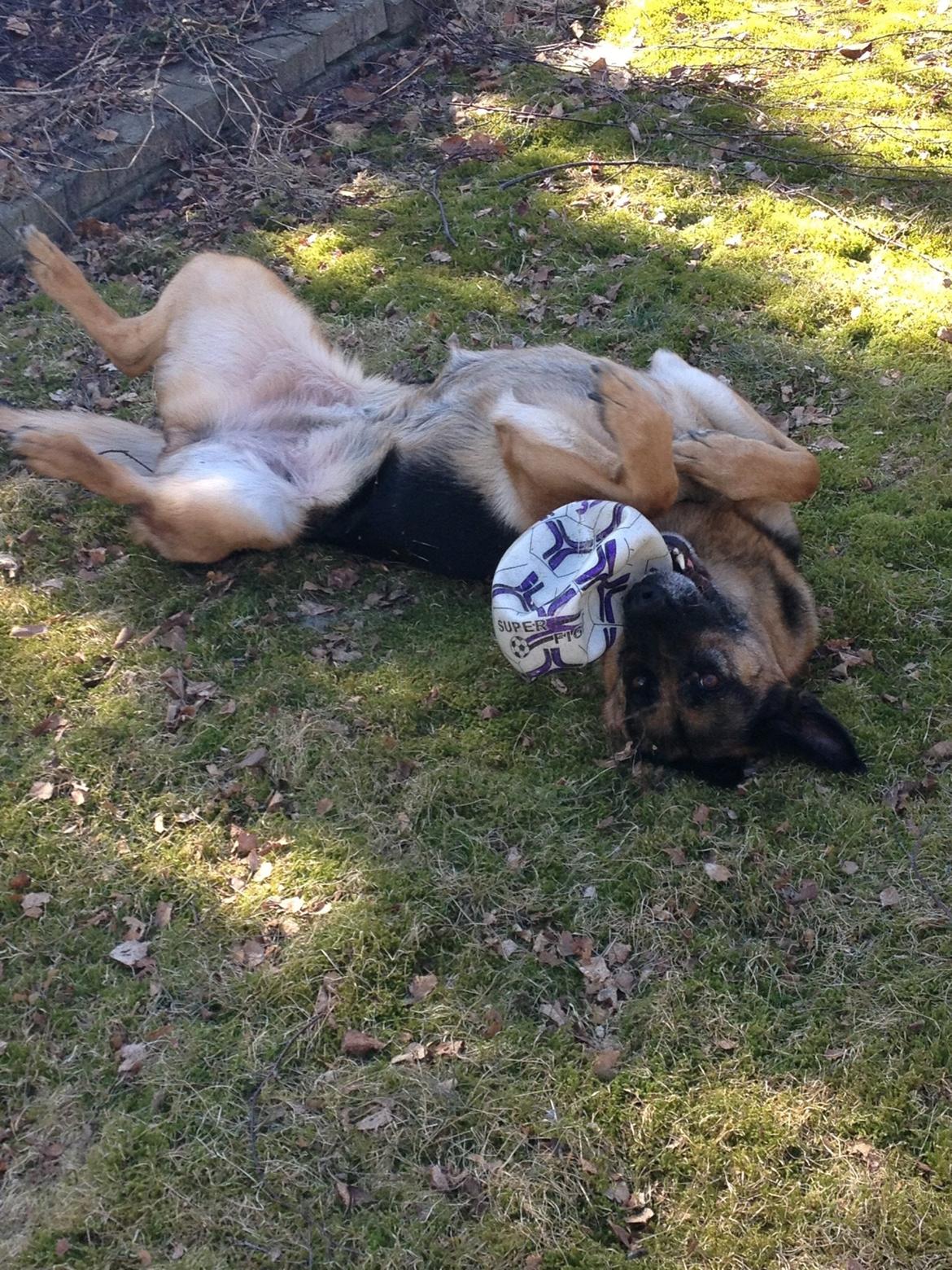 Schæferhund Freja billede 6