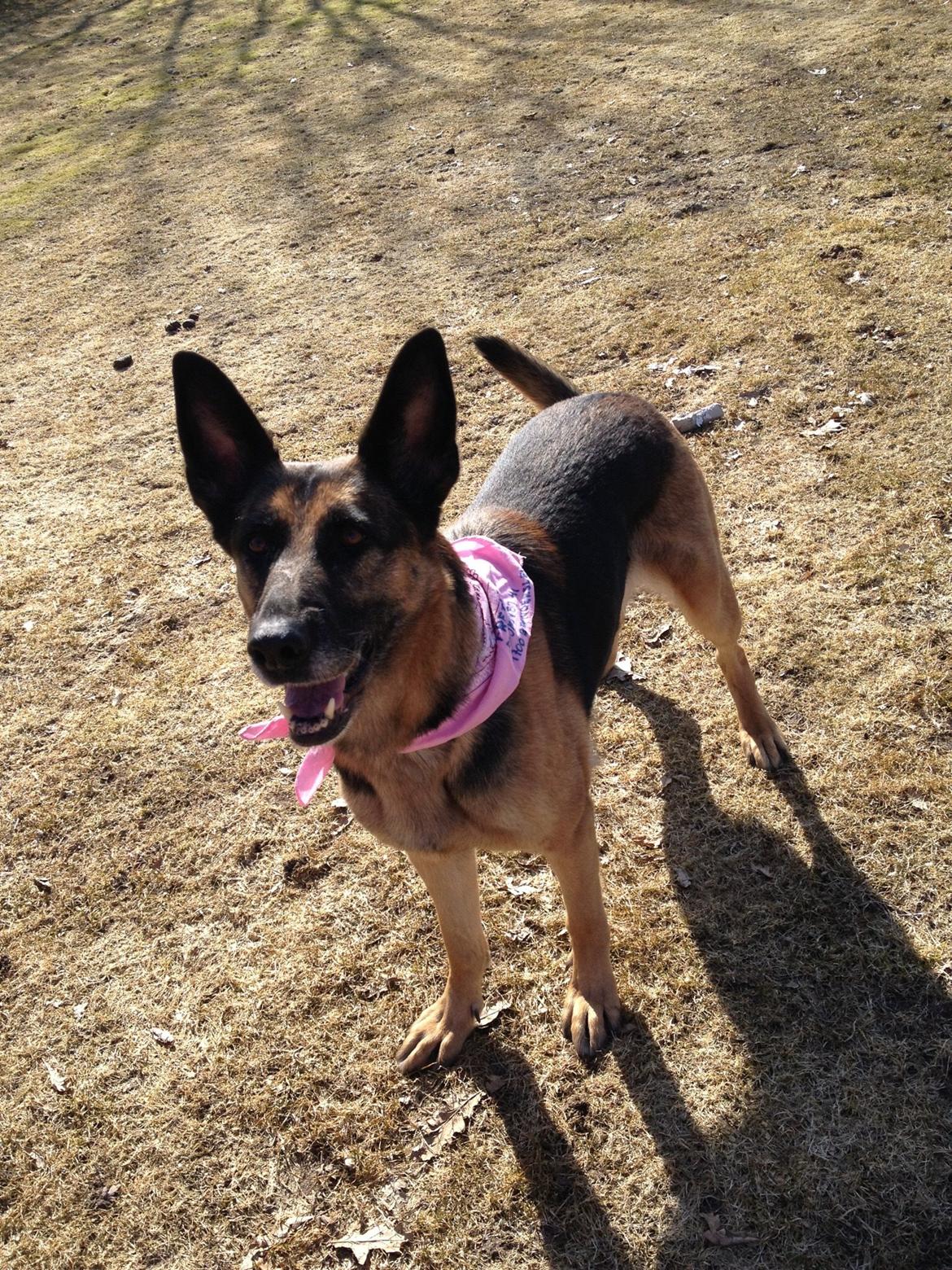 Schæferhund Freja billede 7