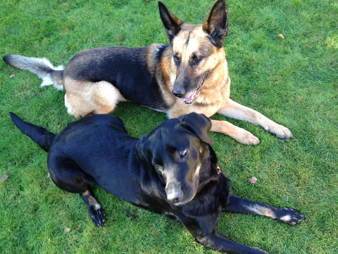 Schæferhund Freja billede 8