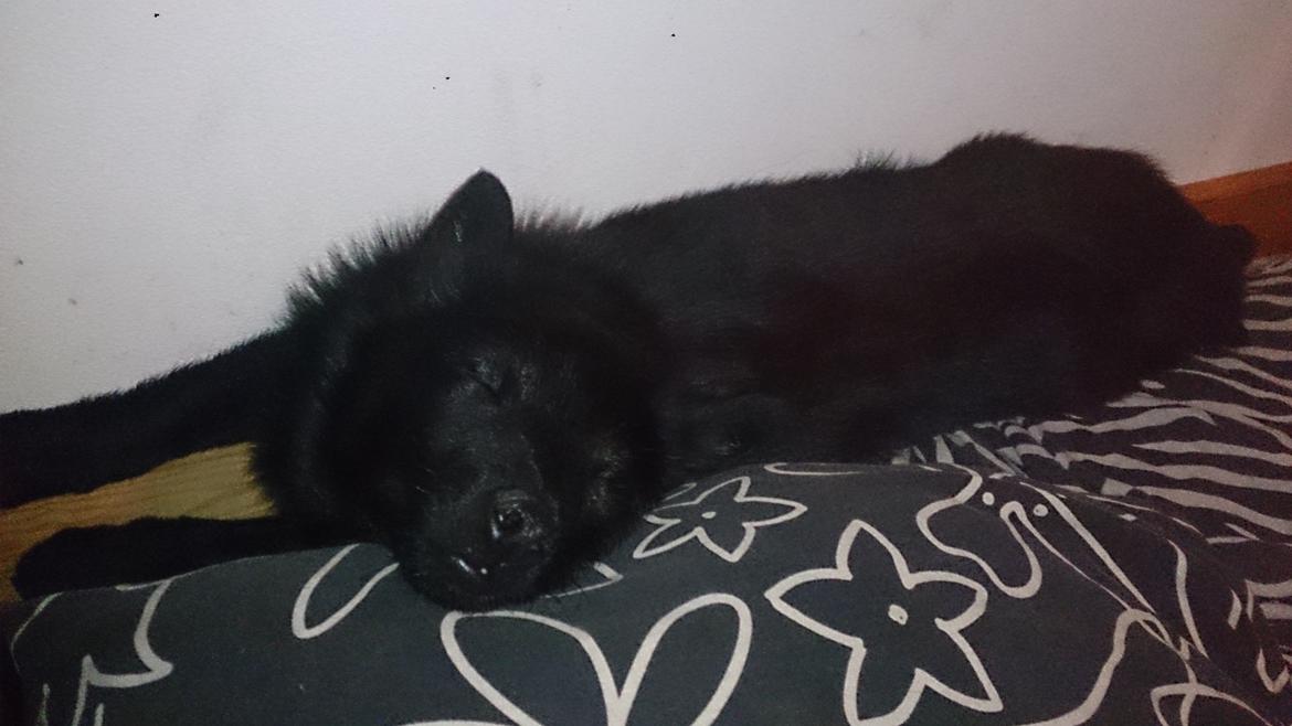 Schipperke Røndesminde's Xander(bølle) billede 9