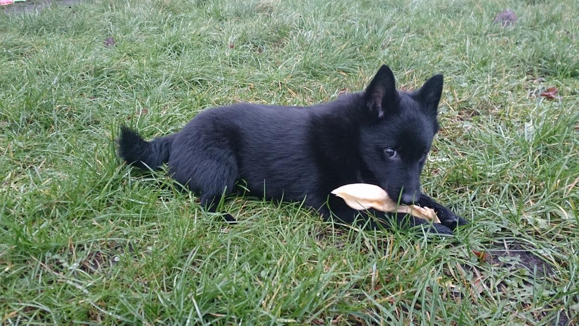 Schipperke Røndesminde's Xander(bølle) billede 10