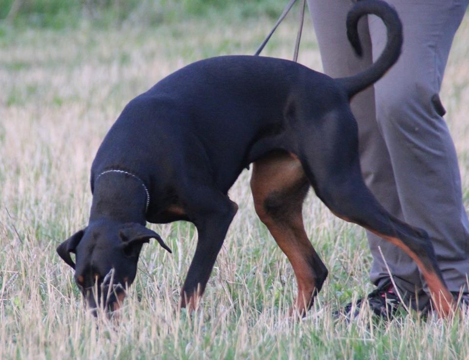 Dobermann Flamme Danois Ariana Grande billede 7